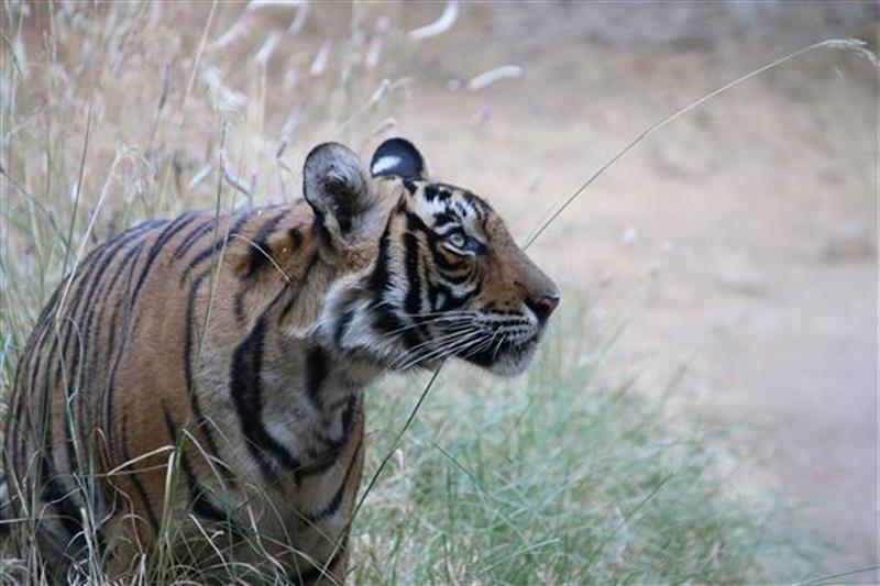 Golden Triangle with Ranthambore Tigers & Serene Kerala