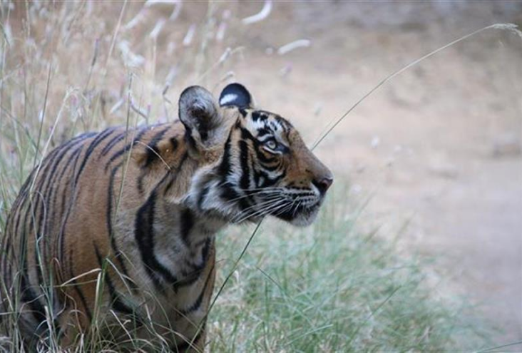 Ranthambore Tigers Img